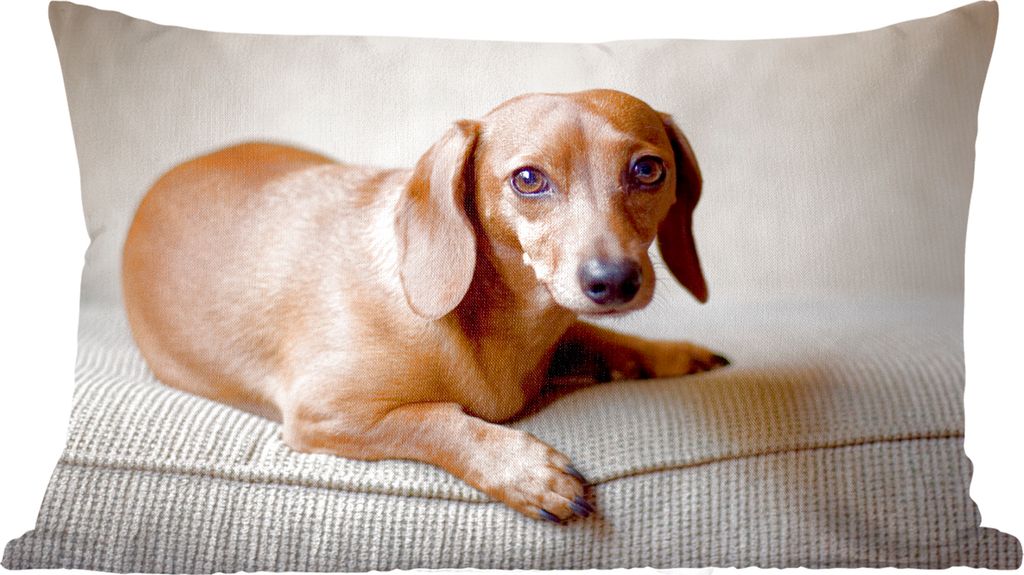 MuchoWow Zierkissen Sofakissen Wohnzimmer Dekokissen 50x30 cm Ein brauner Dackel schaut in die Kamera - Wohnzimmerdekoration - Polster mit Photo