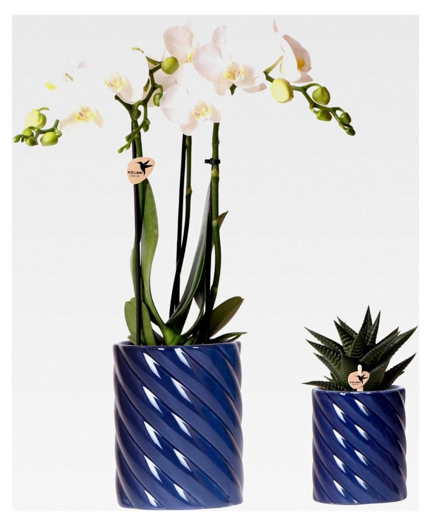 Orchids | Set aus weißer Amabilis-Orchidee und Sukkulente in Candy Dekotopf blau - Topfgröße Ø9cm & Ø6cm | blühende Zimmerpflanze - frisch vo...