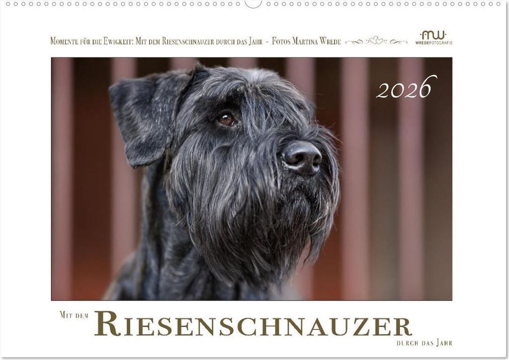 Mit dem Riesenschnauzer durch das Jahr (Wandkalender 2026 DIN A2 quer), CALVENDO Monatskalender