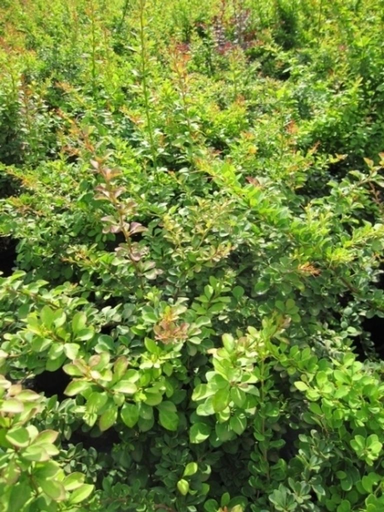 Berberis thunbergii - Thunberg Berberitze - Grüne Heckenberberitze 40-60cm