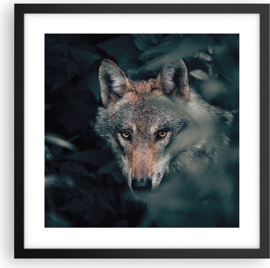 Gerahmtes Poster - Schwarzer Rahmen - Wolf Wald Raubtier - 40x40 cm - Wand Bild - Wanddeko - Wandbilder - Kunstposter - Wandposter - Bilderrahmen -...