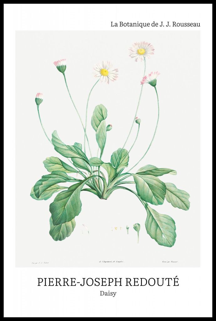 Plakat 61x91,5cm Design Daisy, Redoute Vintage für das Wohnzimmer