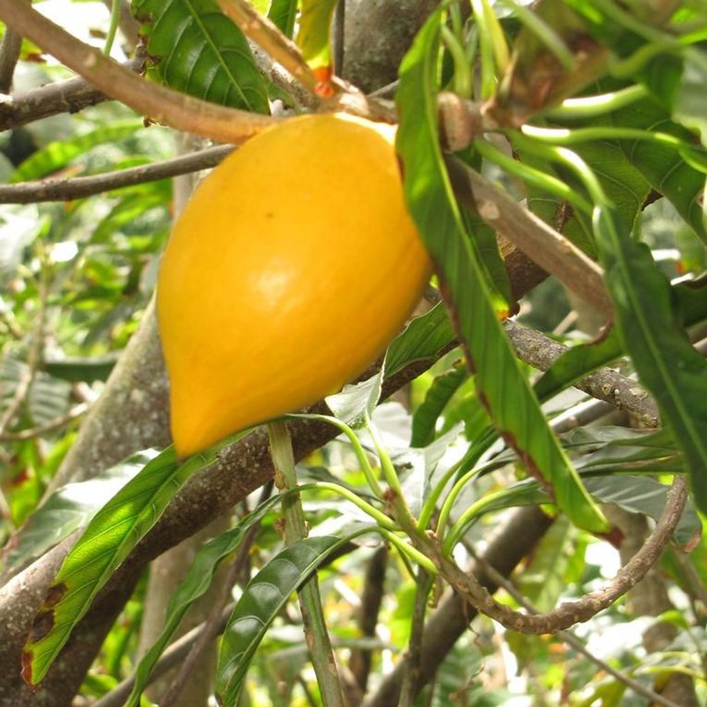Canistel (Pouteria campechiana) - 2 pezzi Immagine del prodotto 