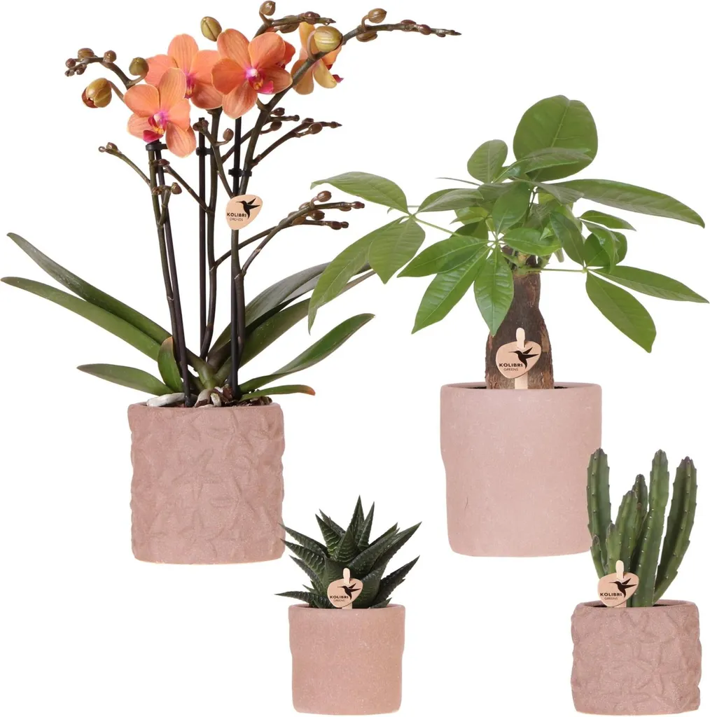 Idée Cadeau Originale : Coffret Orchidée Bolzano et Duo de Succulentes