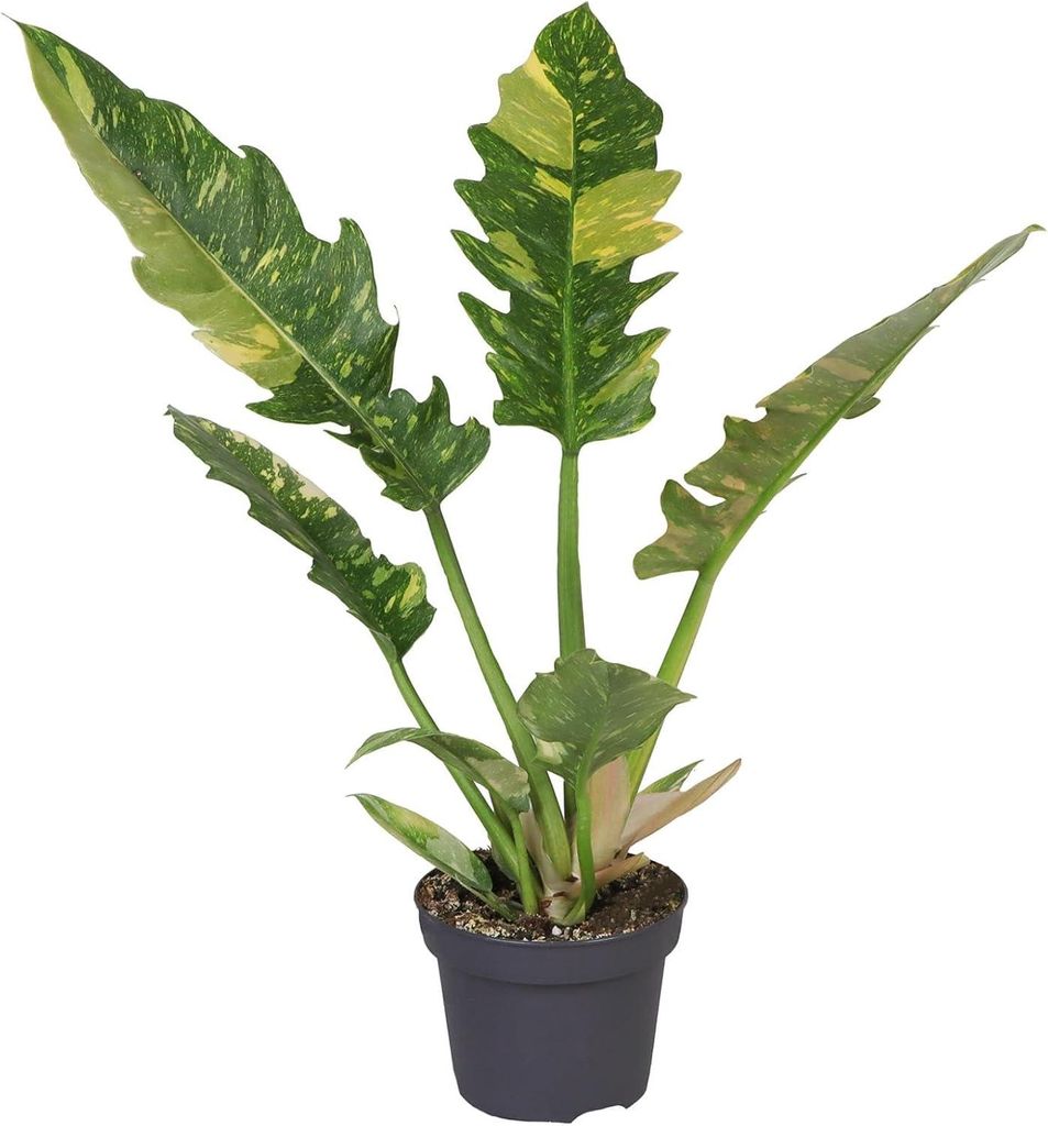 Philodendron 'Ring of Fire' 30cm - Ohnivá pokojová rostlina Obrázek produktu 