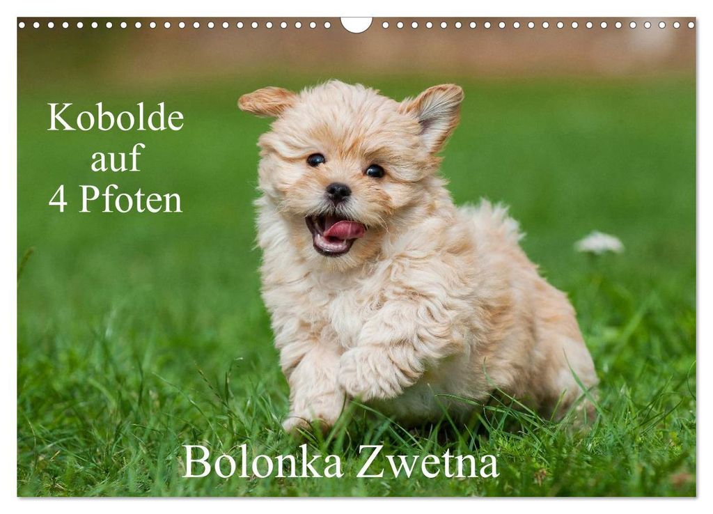 Kobolde auf 4 Pfoten - Bolonka Zwetna (Wandkalender 2027 DIN A3 quer), CALVENDO Monatskalender