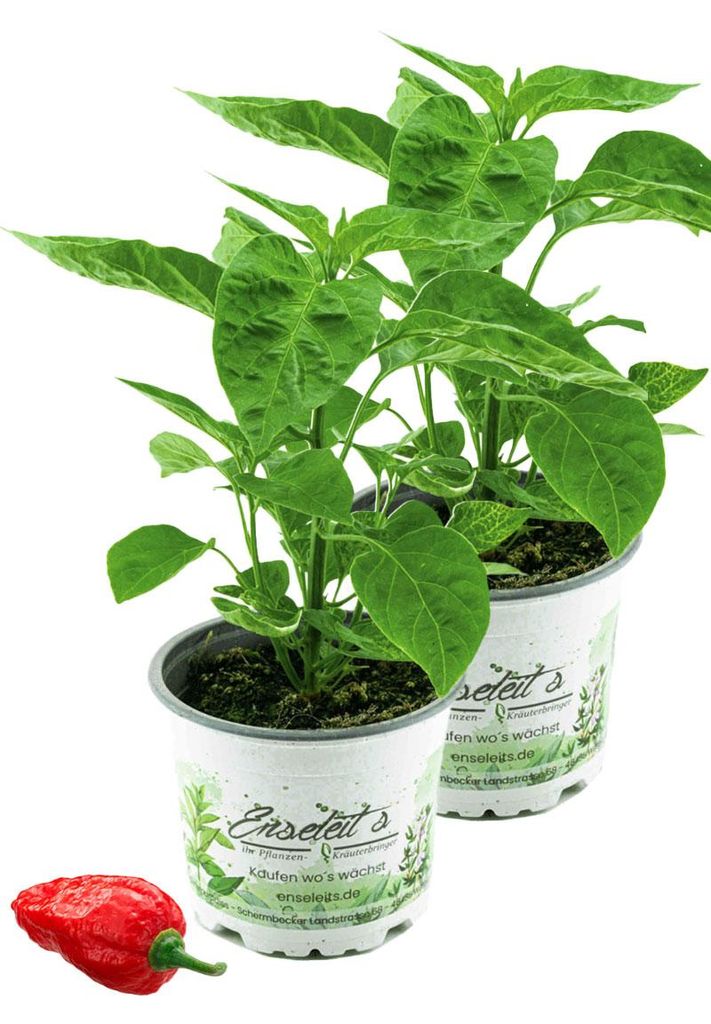 Enseleits 2er Set Indischer Chili, Dorset Naga, Cresto Sibirische Hauspaprika, Chili Pflanze aus Nachhaltigem Anbau!