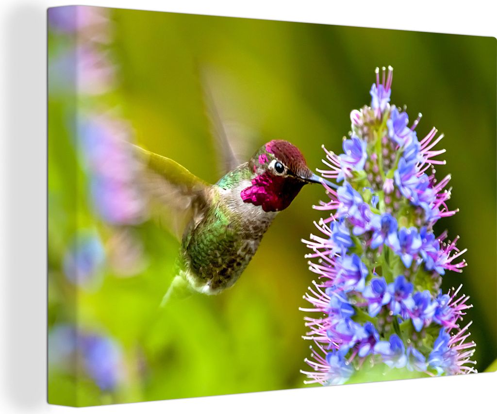 OneMillionCanvasses - Leinwandbilder - 150x100 cm, Vogel - Kolibri - Rot - Grün, Wandbilder Kunstdruck Wanddekoration