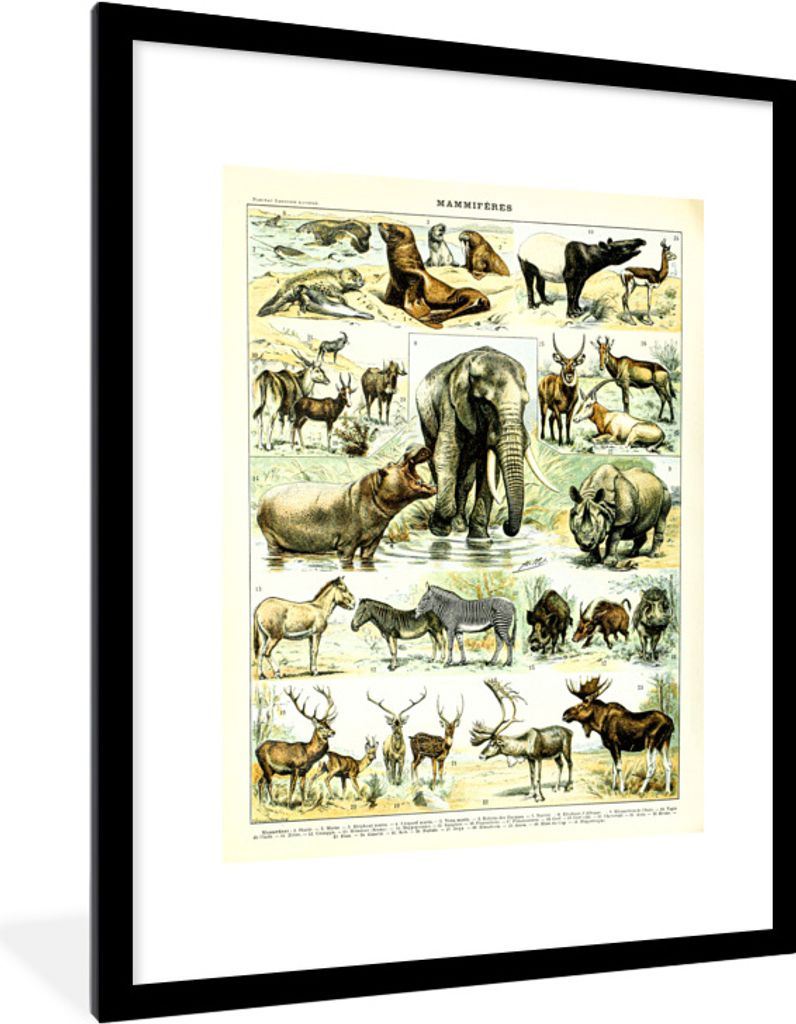 MuchoWow Gerahmtes Poster Tiere - Elefanten - Hirsche 60x80 cm - Poster mit Schwarzem Bilderrahmen Wandposter Rahmen Foto Bilder - Wohnzimmer - D...