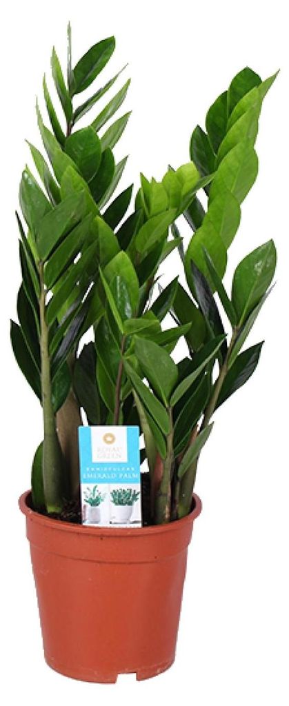 Zamioculcas Zamiifolia - 50-60cm - Ø17cm - Zimmerpflanze - Immergrün