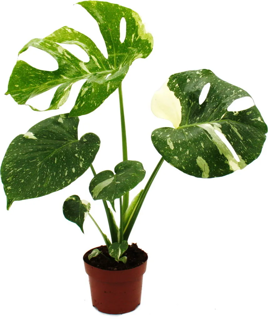 Monstera Thai Constellation - Plante Rare Facile - Panachure Stable