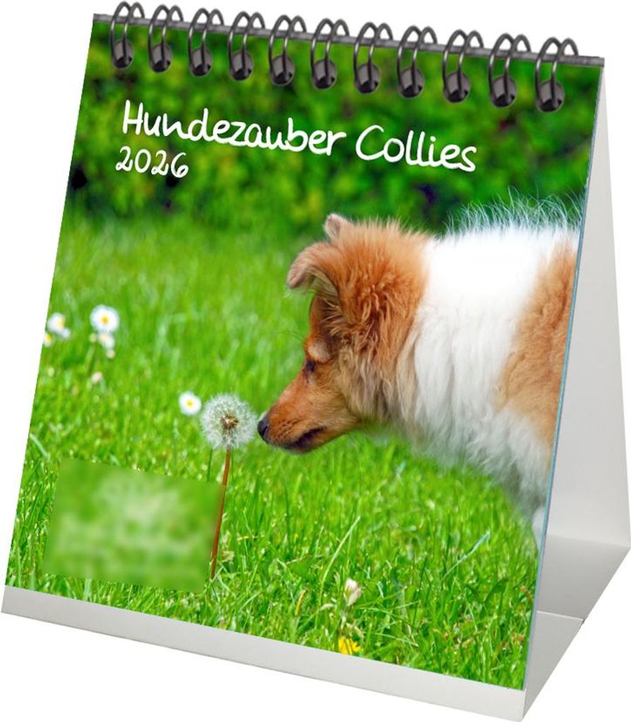 Hundezauber Collies Tischkalender 10cm x 10cm für 2026 Welpen und Hunde - Seelenzauber