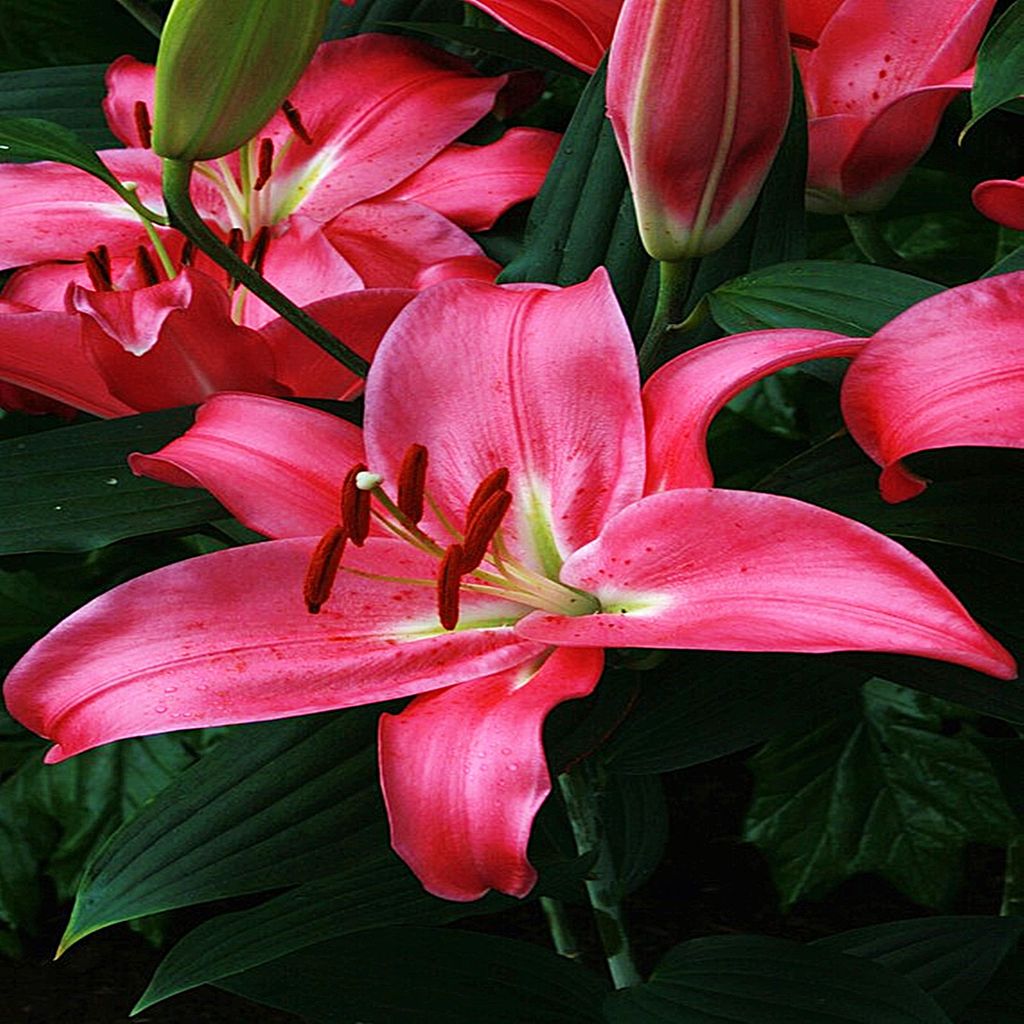 Lilie Lilium Blumenzwiebel Zwiebel Blumen Orientalische Produktbild 