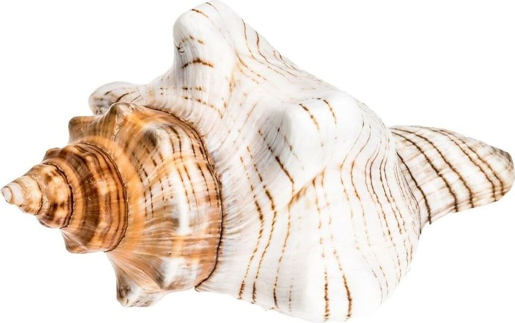 Fasciolaria trapezium, Größe ca. 10cm | Trapez-Schnecke