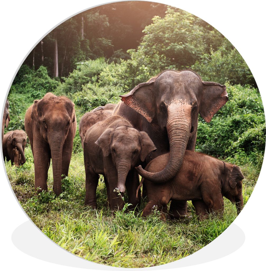 MuchoWow Rundes Wandbild - Runde Bilder Elefant - Tiere - Wald - Gras - Grün Ø 60 cm Kreis Wanddekoration Kunststoff - Wandkreis - Wandschmuck ...