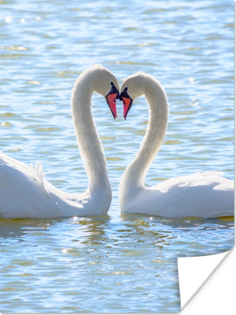 MuchoWow Poster Vögel - Schwan - Wasser - Liebe - Sonne 30x40 cm - Wandplakat - Poster Kinderzimmer
