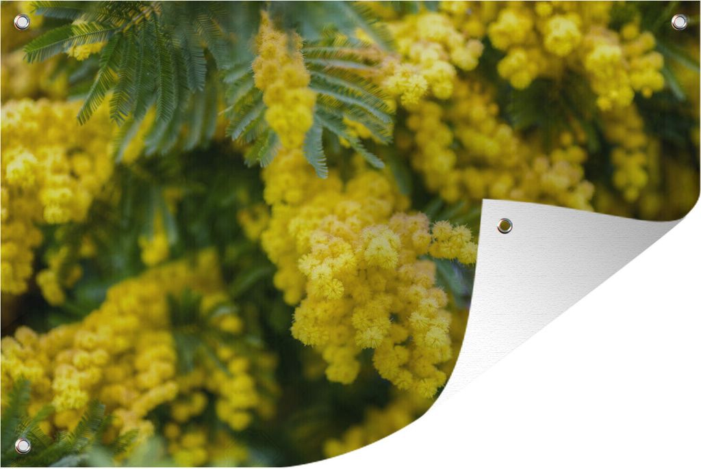MuchoWow 90x60 cm Outdoor-Poster Gartendeko Sichtschutz Garten Poster für den Garten Gelbe Mimosenblüten