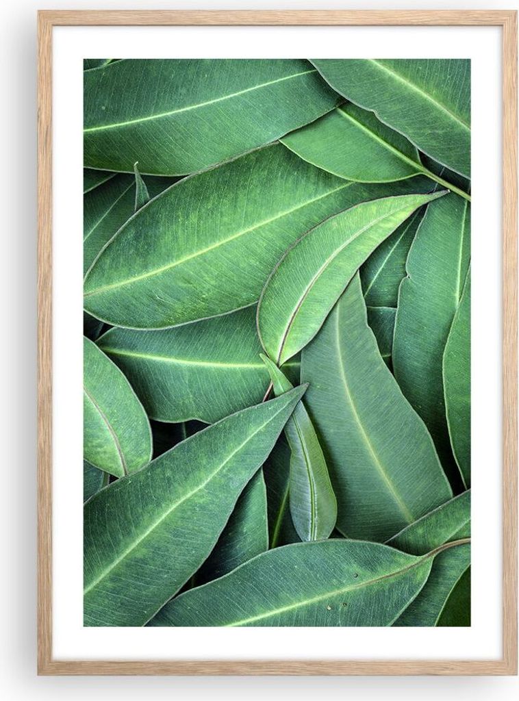 Gerahmtes Poster - Rahmen in heller Eiche - Blätter Eukalyptus Natur - 50x70 cm - Wand Bild - Wanddeko - Wandbilder - Kunstposter - Wandposter - B...