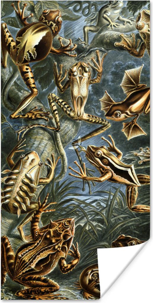 MuchoWow Poster Batrachia - Haeckel - Alte Meister 60x120 cm - Wandschmuck