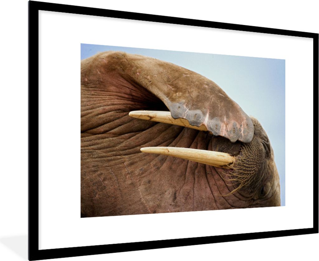MuchoWow MuchoWow Gerahmtes Poster Walross - Tiere - Nahaufnahme 90x60 cm - Poster mit zchwarzem Bilderrahmen - Wanddekoration - Fotos