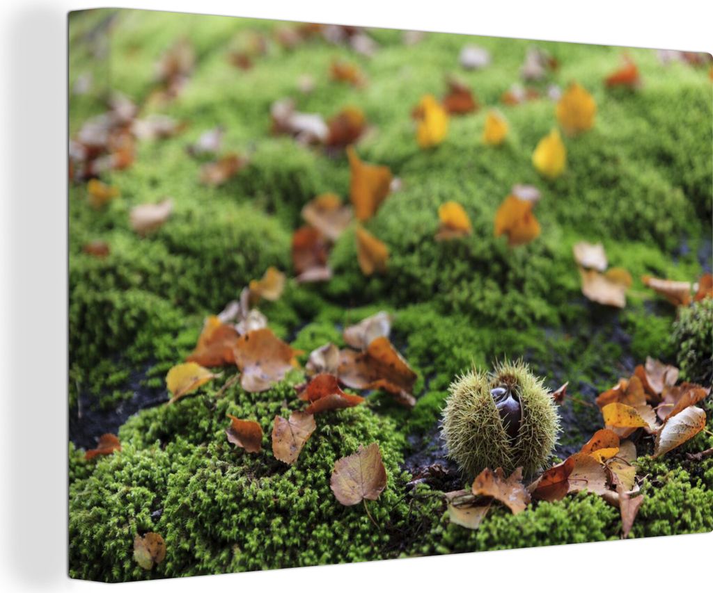 OneMillionCanvasses - Leinwandbilder - 140x90 cm, Grüner Waldboden mit den herbstlichen Farben der Edelkastanien, Wandbilder Kunstdruck Wanddeko...