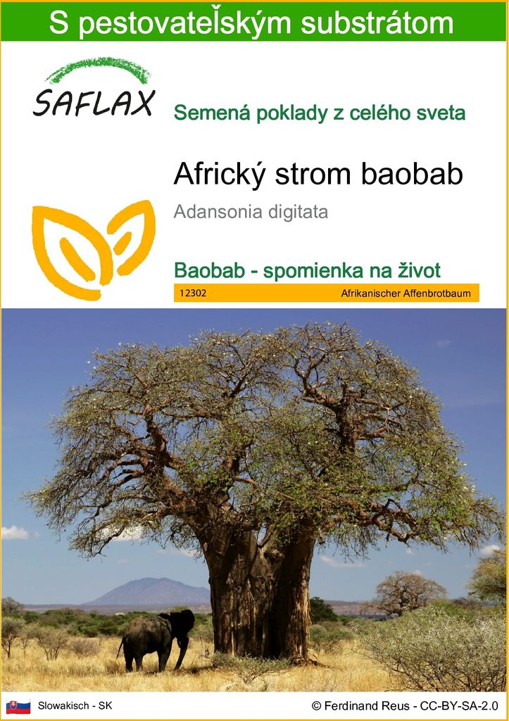 SAFLAX - Africký strom baobab - Adansonia digitata - 6 Obrázok produktu 