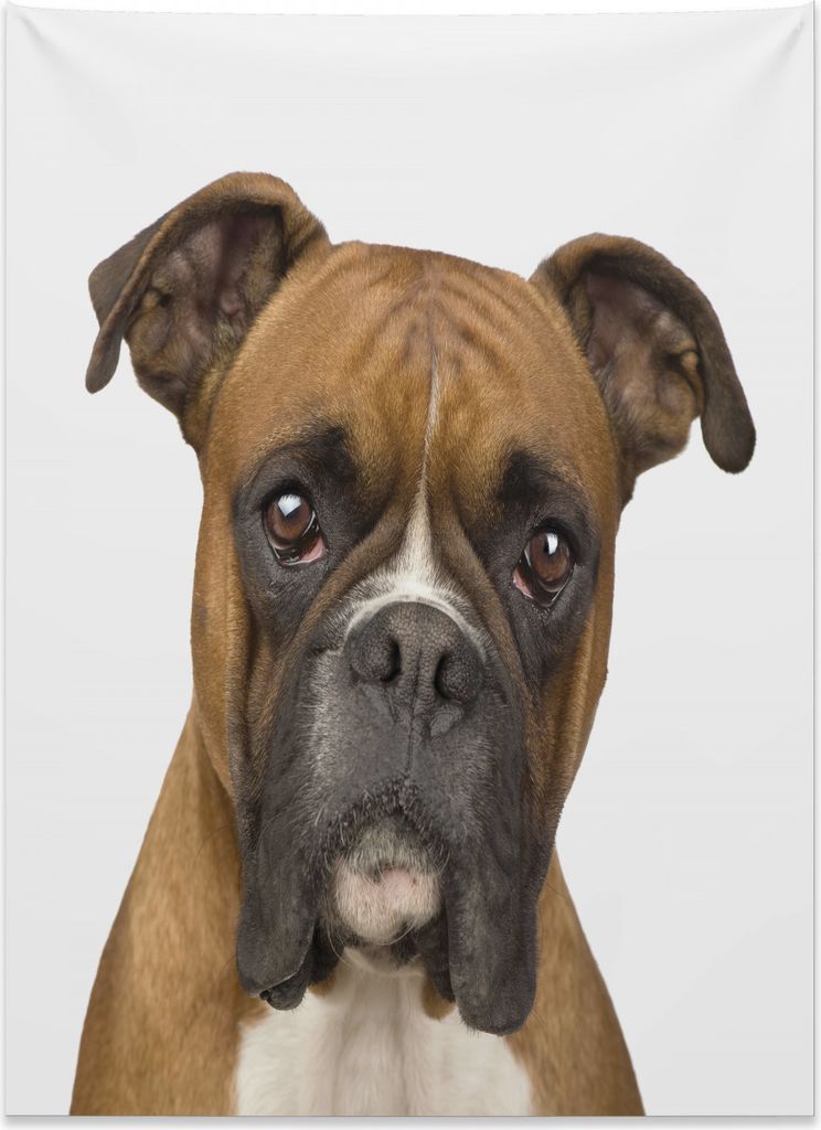 Abakuhaus Boxer-Hund Wandteppich, Rassehund Vorderansicht aus Weiches Mikrofaser Stoff Kein Verblassen Klare Farben Waschbar, 110 x 150 cm, Blassbr...