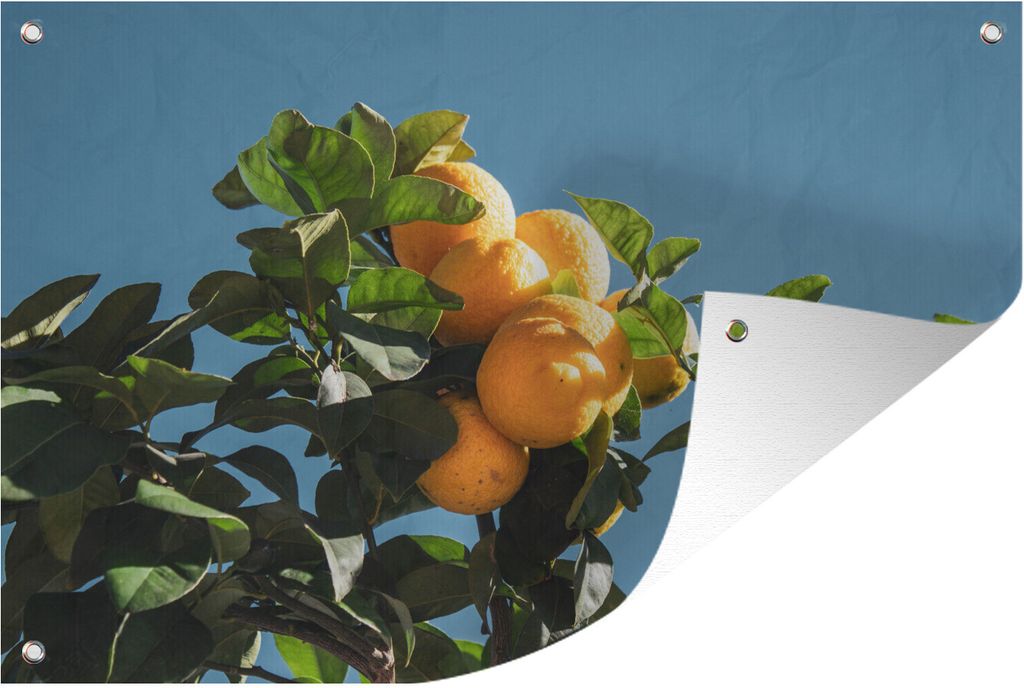 MuchoWow 120x80 cm Outdoor-Poster Gartendeko Sichtschutz Garten Poster für den Garten Zitronen heben sich vom blauen Himmel ab