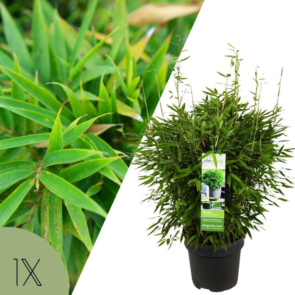 Bambuspflanze XL, Gartenpflanze im Topf, Fargesia Moontears Boobux, nicht wuchernder Bambus