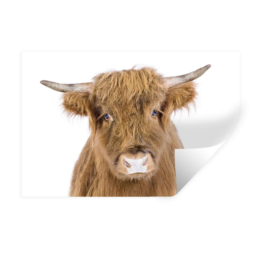 MuchoWow Wandtattoo Wandsticker Wandaufkleber Schottischer Hochländer - Tiere - Braun - Natur 90x60 cm Selbstklebend und Repositionierbar - Aufk...