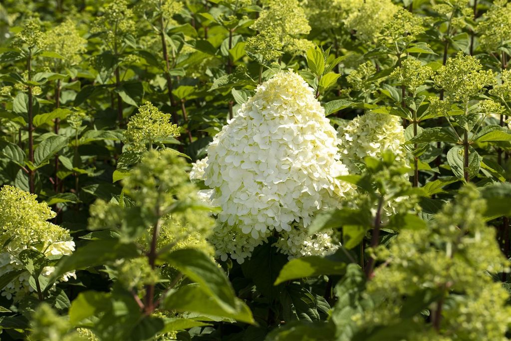 A close-up view of a flowering hydrangea plant with large white blooms and green foliage.