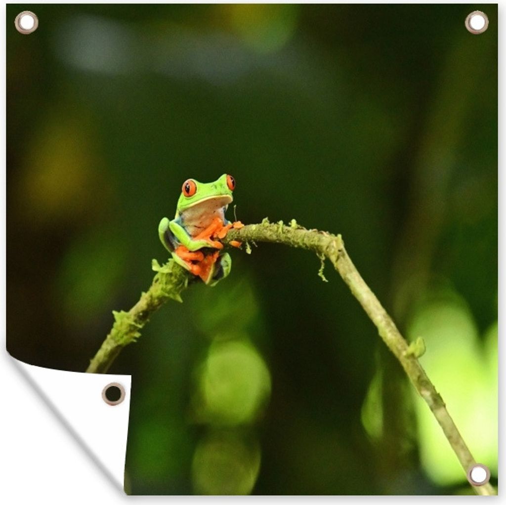 MuchoWow 100x100 cm Outdoor-Poster Gartendeko Sichtschutz Garten Poster für den Garten Frosch - Äste - Grün