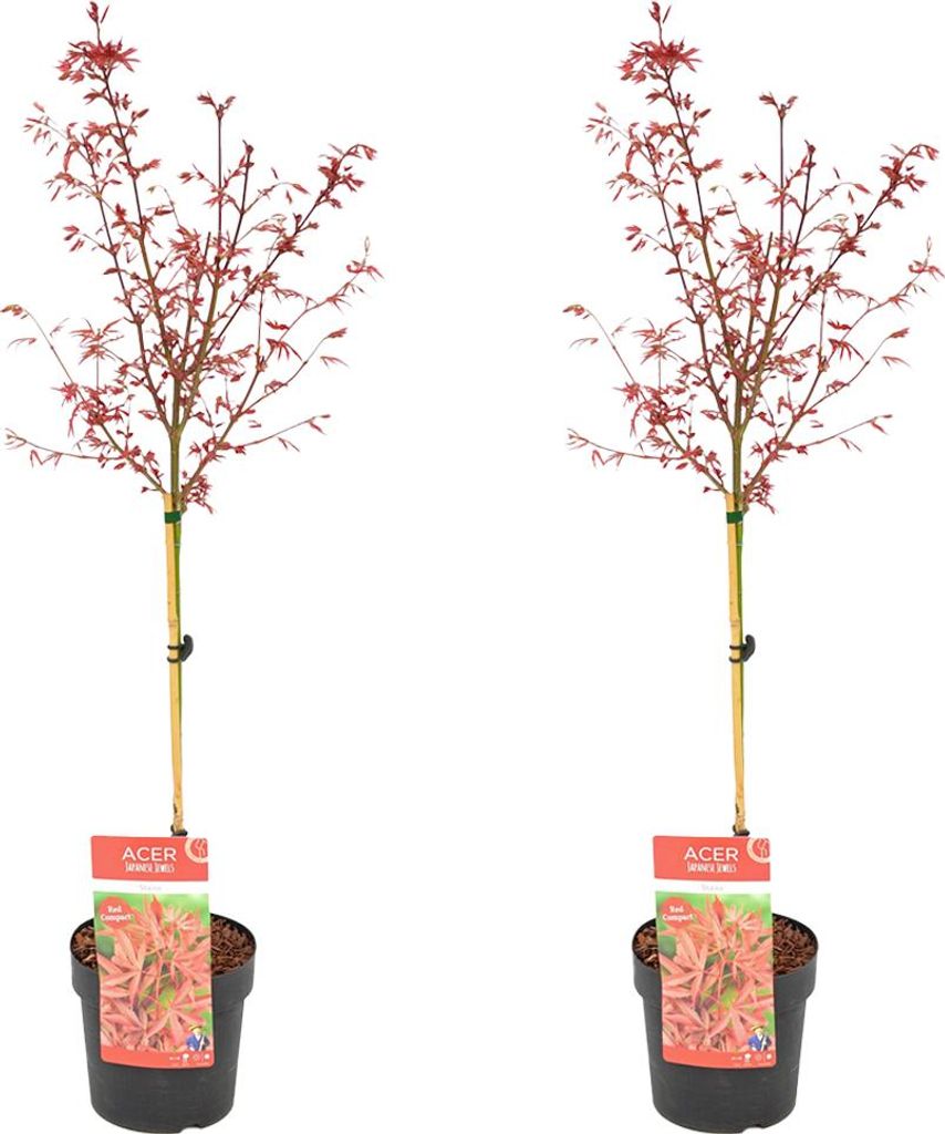Bloomique - Zestaw 2 szt. - Acer Palmatum Shaina - Klon Zdjęcie produktu 
