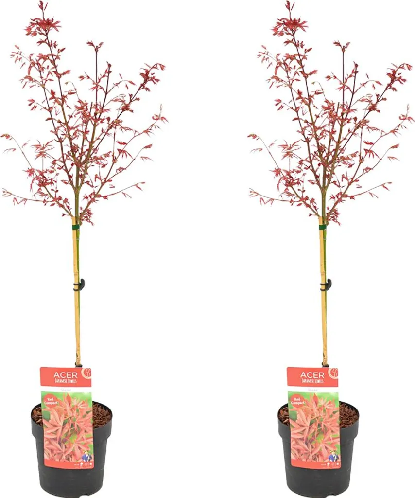 Érable du Japon rouge Acer Palmatum Shaina arbuste rustique hauteur 90cm
