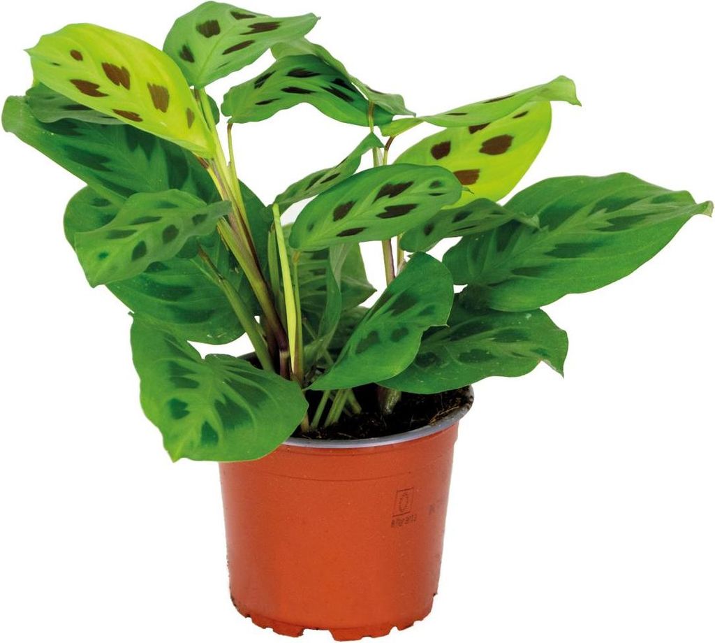 Bloomique - Maranta Kerchoveana - Gebetspflanze - Zimmerpflanzen - Luftreinigend - Höhe 10-15 cm - Topf 12 cm