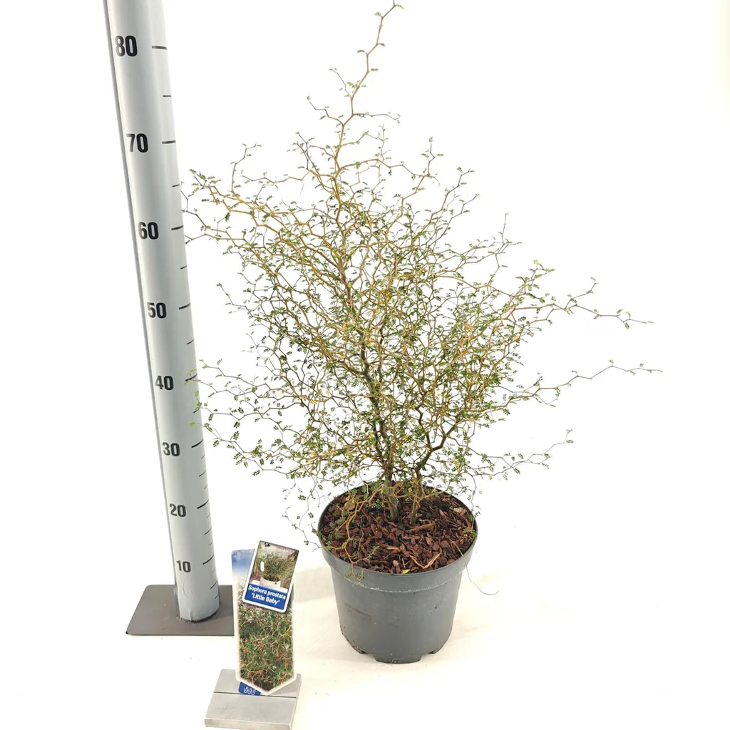 Sophora Little Baby 60-70cm : Feuillage persistant et tiges en zig-zag