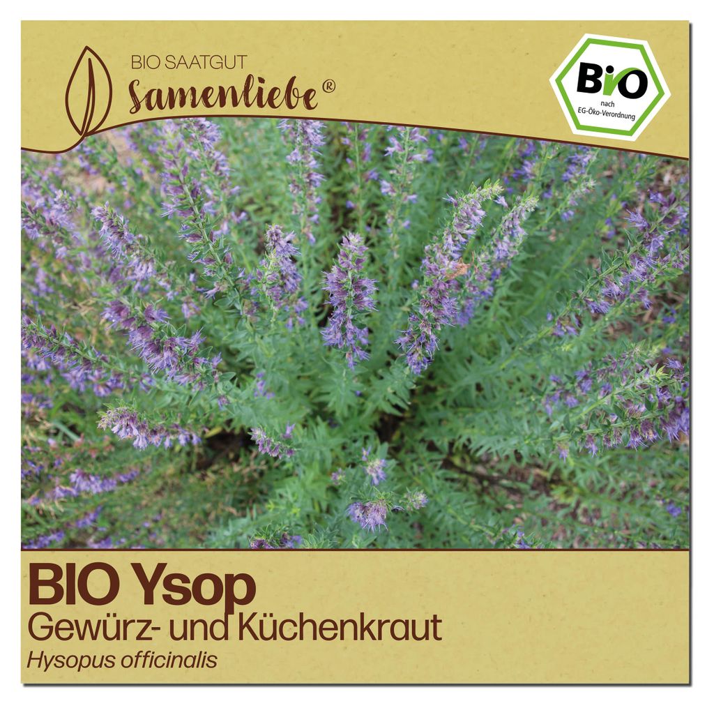 Samenliebe  Ysop Samen | Heilpflanze - winterhart & Produktbild 