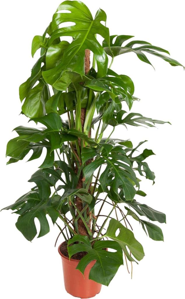 Trendyplants - Monstera Pertusum - Lochpflanze - Zimmerpflanze - Höhe 110-130 cm - Topfgröße Ø24cm