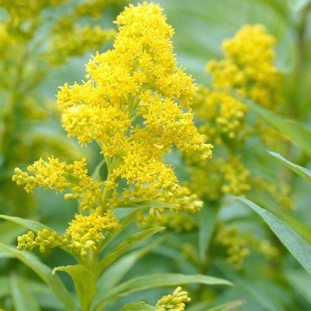 6 x Goldrute  - Solidago 'Goldkind'  | Topf 9cm x 9cm Produktbild 
