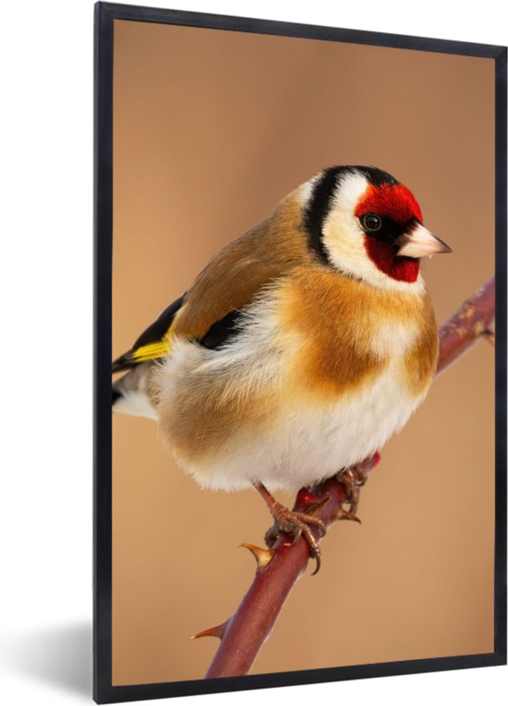 MuchoWow Gerahmtes Poster Kropftaube - Vogel - Tiere 40x60 cm - Poster mit Schwarzem Bilderrahmen Wandposter Rahmen Foto Bilder - Papierdruck - W...