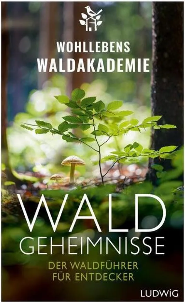 Soin Barbe Waldgeheimnisse Huile Nourrissante aux Extraits de Cèdre