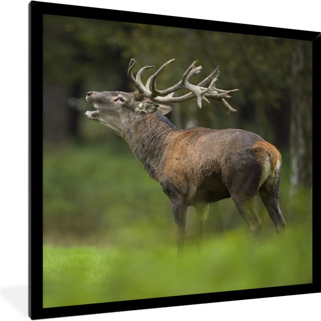 MuchoWow Gerahmtes Poster Elch - Wald - Porträt 40x40 cm - Poster mit Schwarzem Bilderrahmen Wandposter Rahmen Foto Bilder - Mit Rahmen - Wandde...
