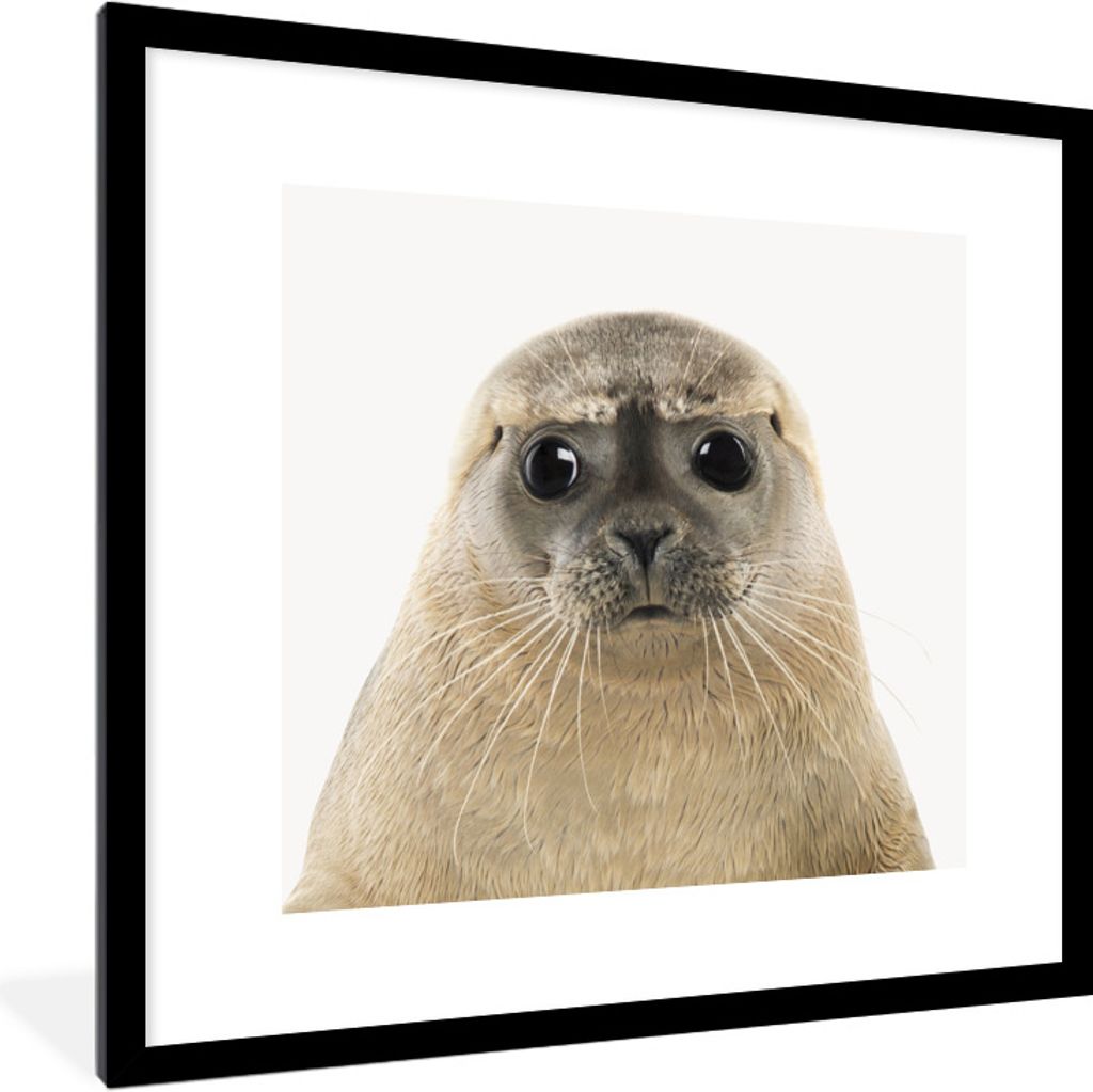 MuchoWow Gerahmtes Poster Jungen - Robbe - Kinder - Mädchen - Tiere 40x40 cm - Poster mit Schwarzem Bilderrahmen Wandposter Rahmen Foto Bilder -...