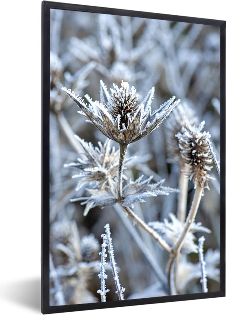 MuchoWow MuchoWow Gerahmtes Poster Distel - Gefroren - Winter 20x30 cm - Poster mit zchwarzem Bilderrahmen - Drucken - Bilder Poster im Rahmen