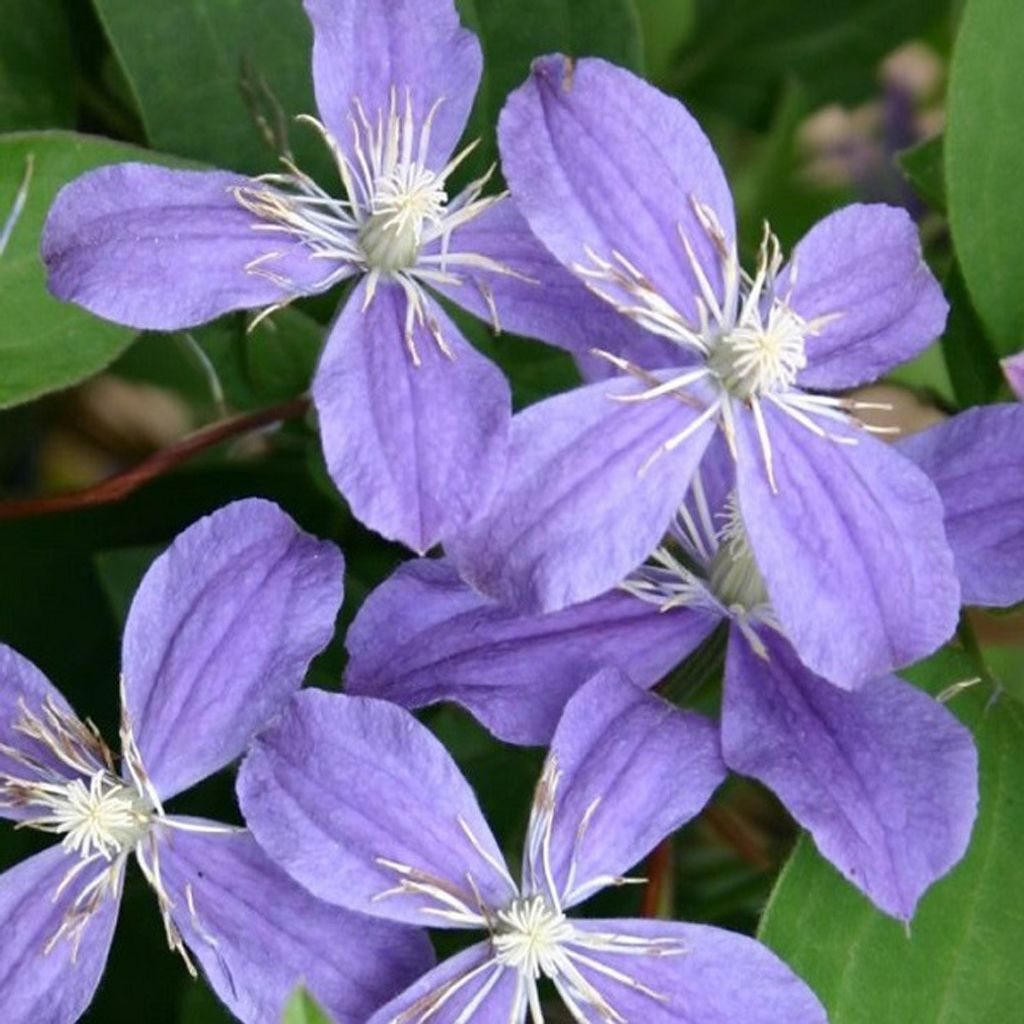 Waldrebe - Clematis 'Arabella' | 50-60 cm in Container