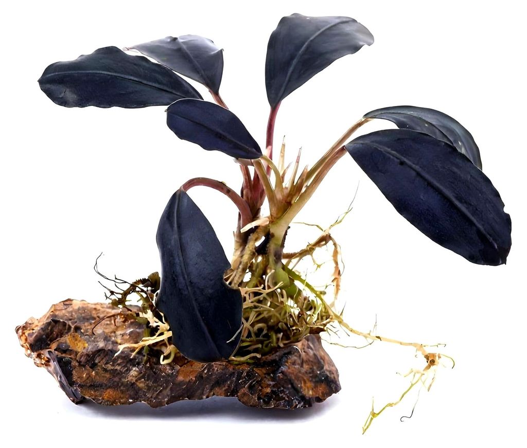 Bucephalandra Midnight Teardrop - Aufsitzende Produktbild 