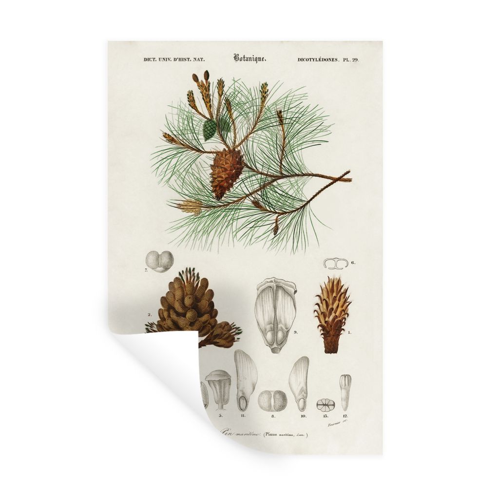 MuchoWow Wandtattoo Wandsticker Wandaufkleber Baum - Vintage - Saatgut 20x30 cm Selbstklebend und Repositionierbar - Sticker - Dekorfolie