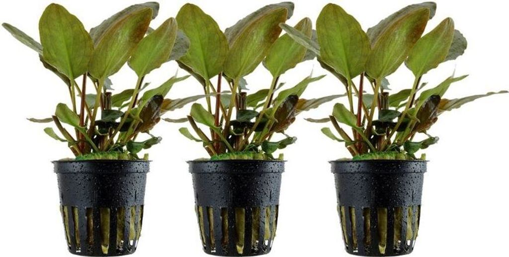 Aquarium Pflanze 3 St. Lagenandra meeboldii Red Wasserpflanze AquaOne Nr.303 Set