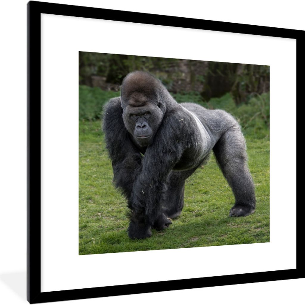 MuchoWow Gerahmtes Poster Ein Gorilla geht auf seinen Händen und Beinen 40x40 cm - Poster mit Schwarzem Bilderrahmen Wandposter Rahmen Foto Bild...