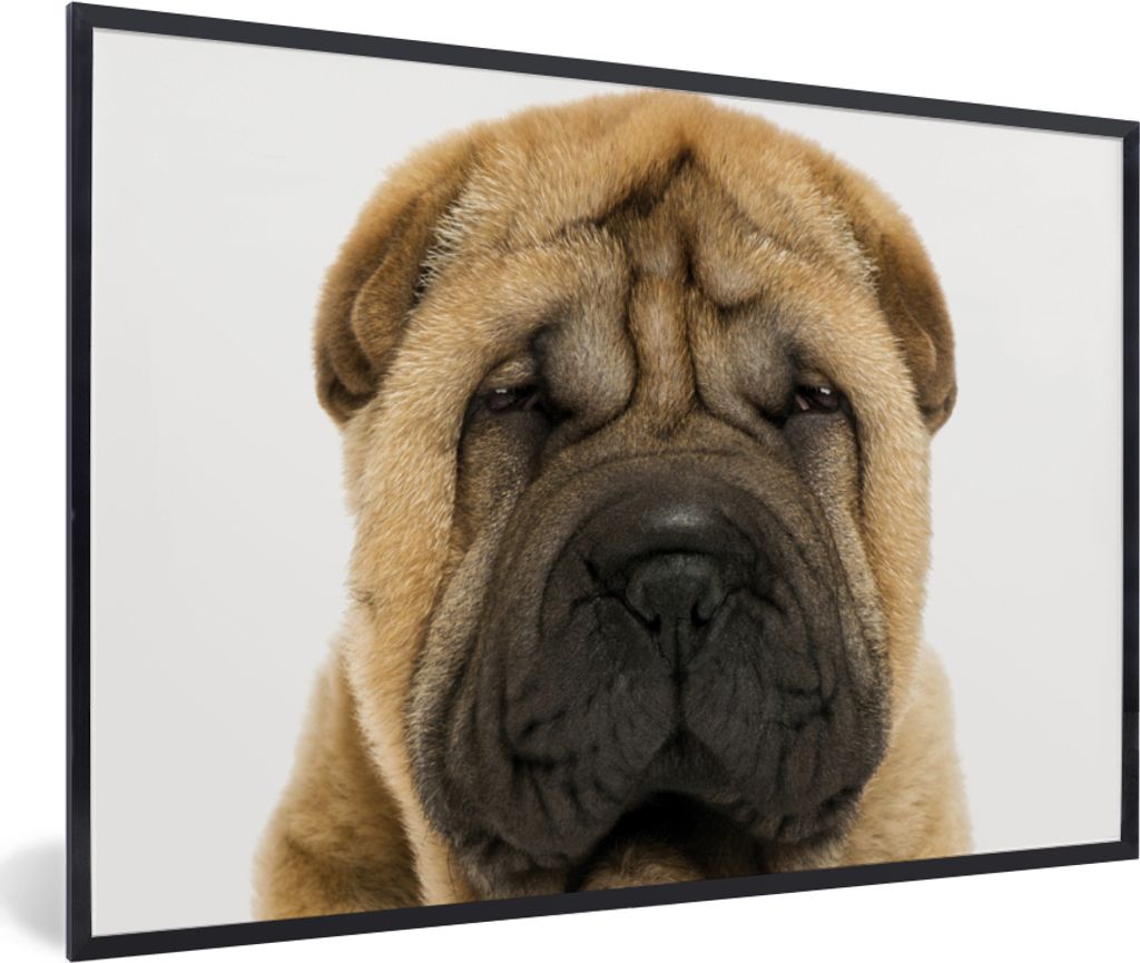 MuchoWow Gerahmtes Poster Hund - Jungen - Sharpei - Haustiere - Mädchen - Kinder 60x40 cm - Poster mit Schwarzem Bilderrahmen Wandposter Rahmen ...